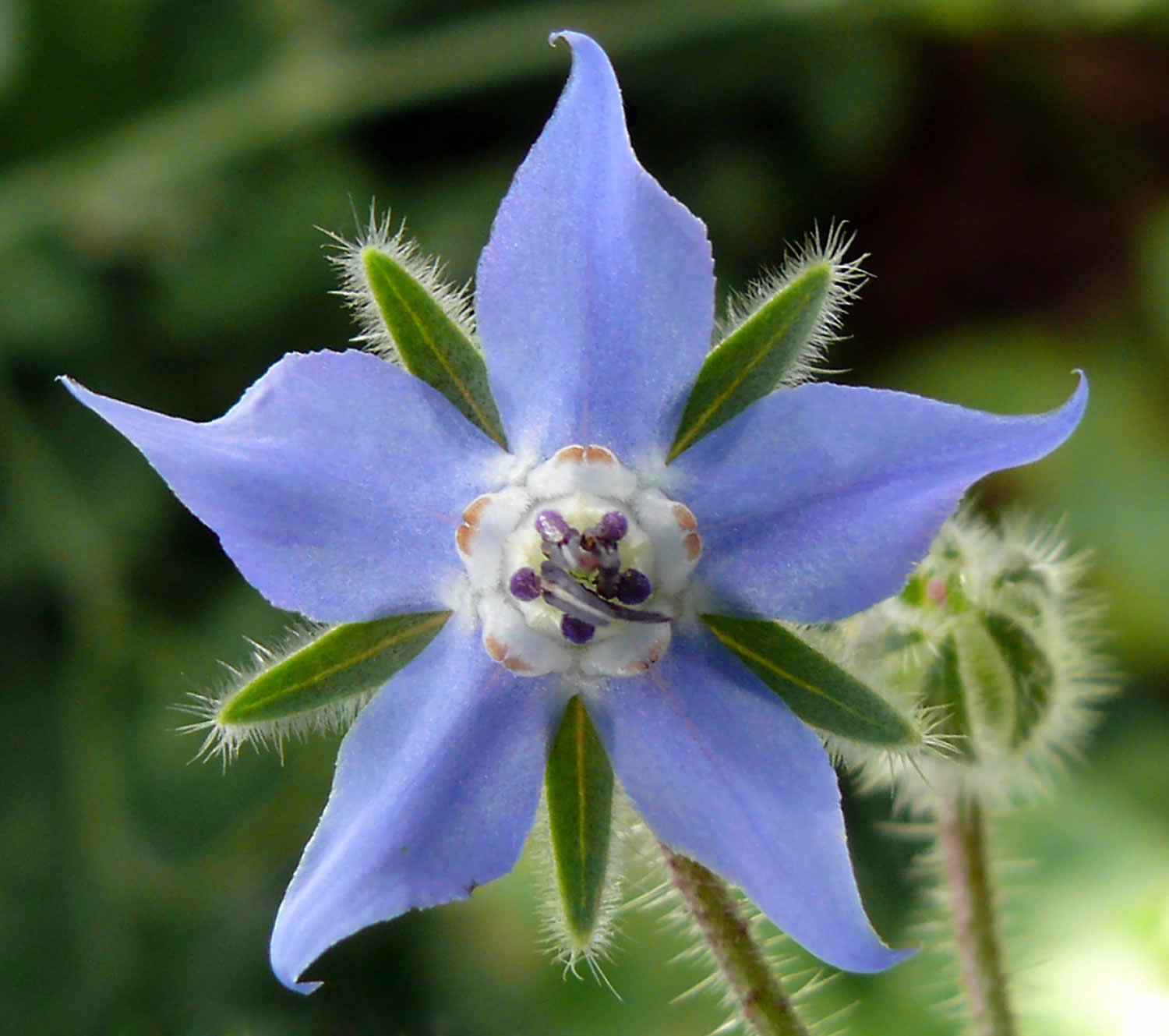 borage